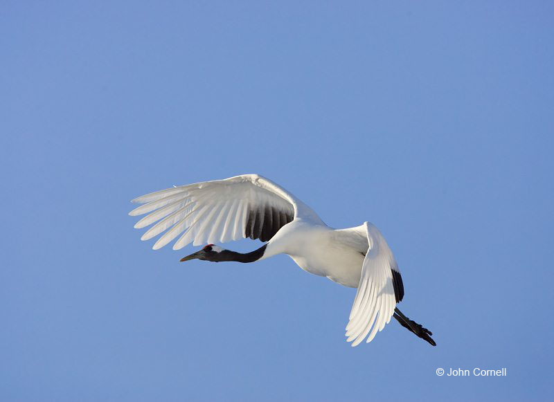 Japanese Crane;Grus japonensis;Red-crowned Crane;Japan;Flying bird;action;aloft;behavior;flight;fly;flying;soar;wing;winged;wings;one animal;Color Image;Photography;Birds;Animals in the Wild;Flight;Action;Active;in flight;motion;movement;soaring;One, one animal;avifauna;bird;birds;feather;feathered;outdoors;outside;untamed;wild;color;color photograph;daytime;close up;color image;photography;animals in the wild;feathers;wilderness;watching;watchful;Close up;Endangered species;endangered species;Flying Bird;active;aerodynamic;glide;gliding